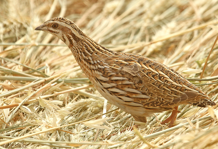 Common Quail Coturnix coturnix    Yotvata ,Arava valley ,13-03-12. Lior Kislev